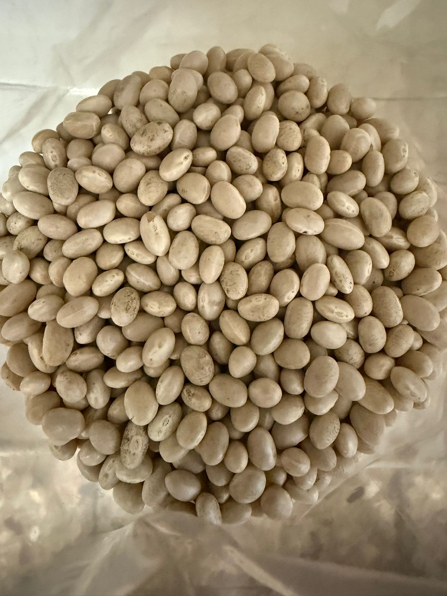 Fagioli Tondini 1kg