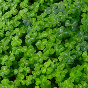 Sementi Trifoglio Nanissimo 500gr